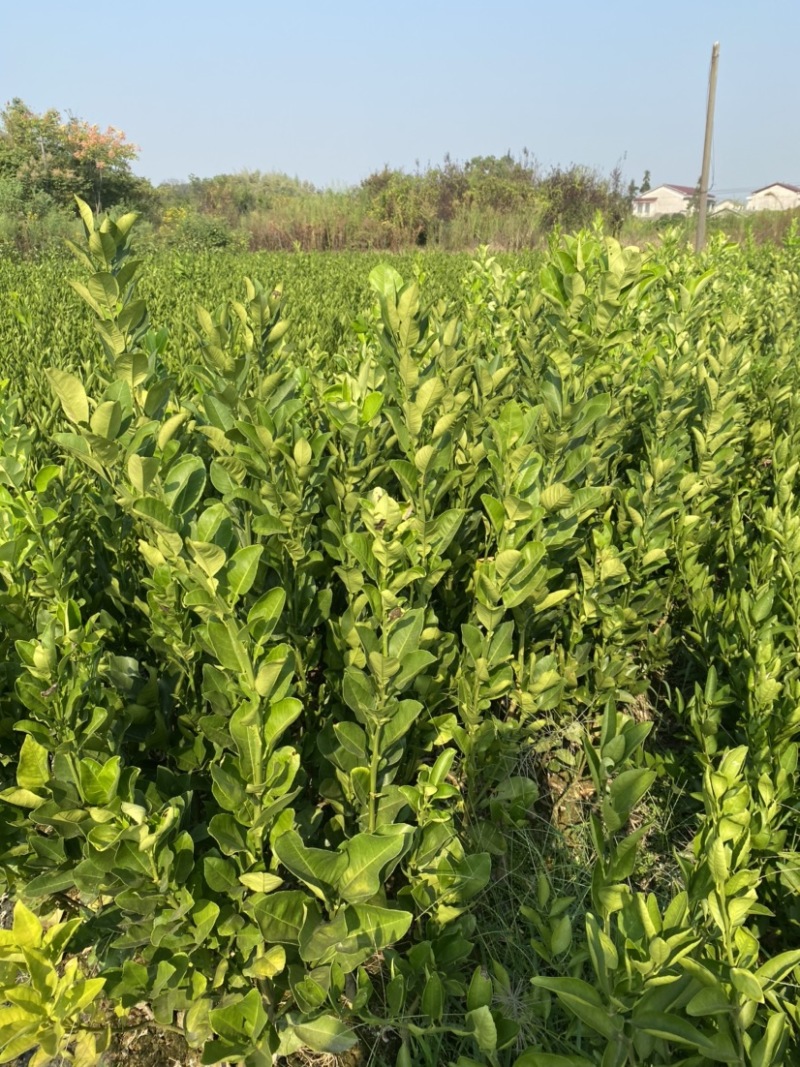 红心柚子树苗嫁接柚子树苗红柚子果苗湖南果苗基地