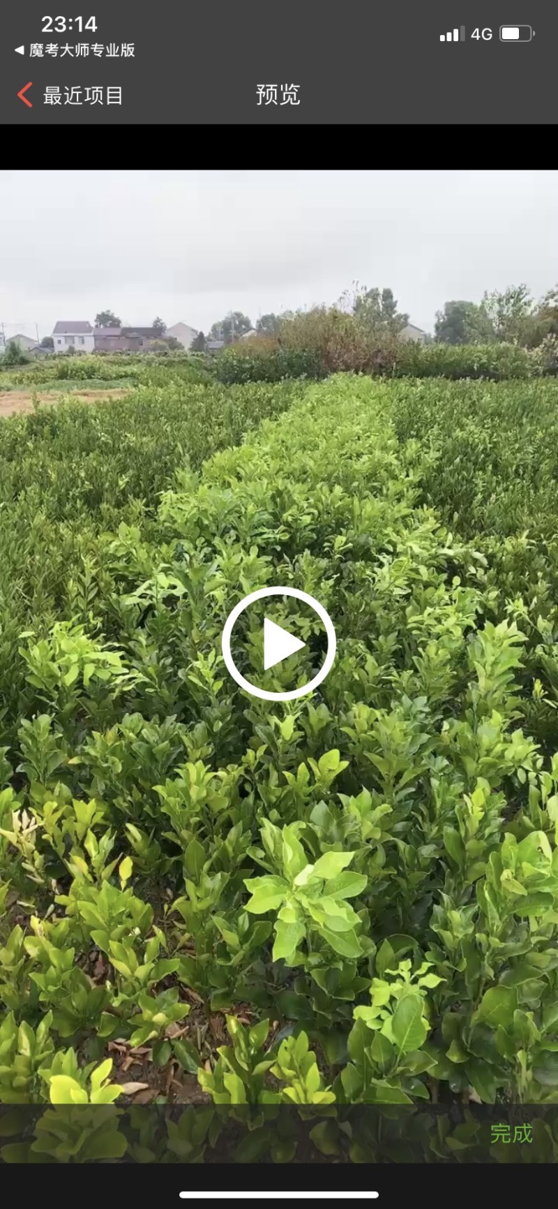 红心柚子树苗嫁接柚子树苗红柚子果苗湖南果苗基地
