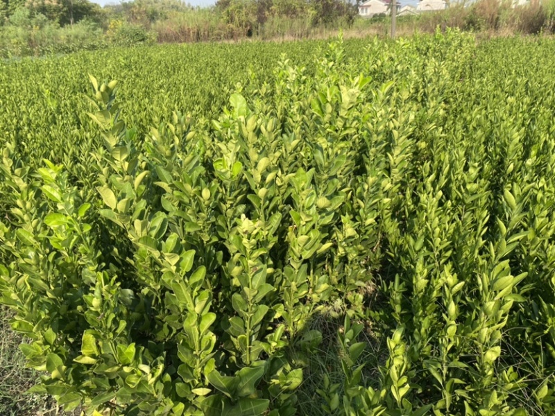 红心柚子树苗嫁接柚子树苗红柚子果苗湖南果苗基地
