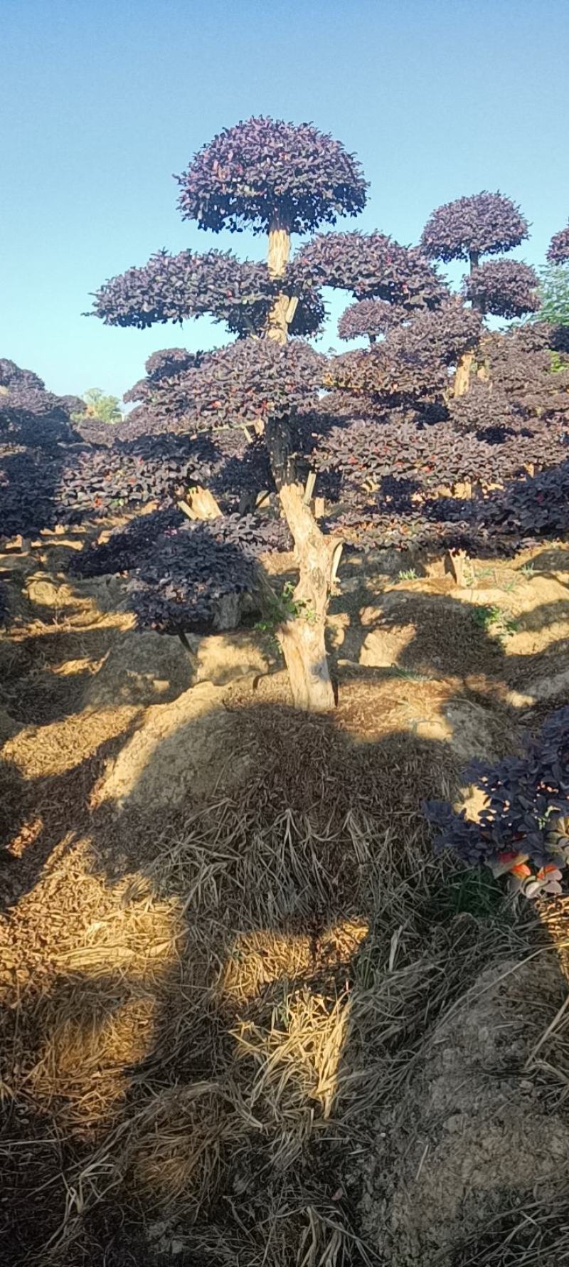 造型红继木桩，价格优惠，保证质量，有需要的联系我，