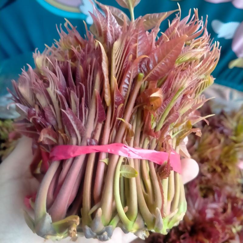 香椿芽批发基地欢迎你来采购，大山里的美味