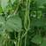 架豆王种子超级无筋架豆四季豆芸豆长豆角蔬菜种籽绿荚高产抗