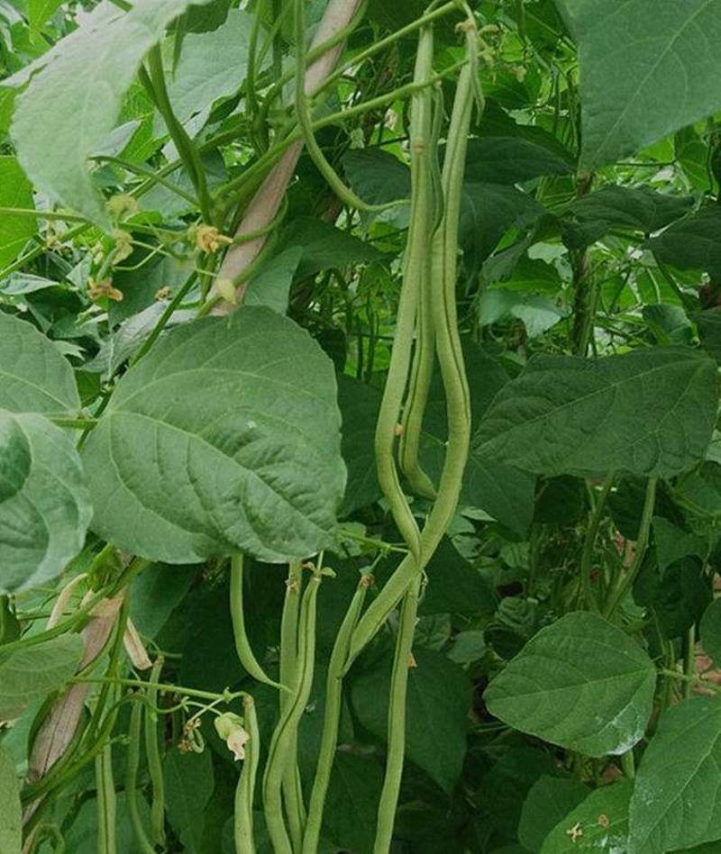 架豆王种子超级无筋架豆四季豆芸豆长豆角蔬菜种籽绿荚高产抗