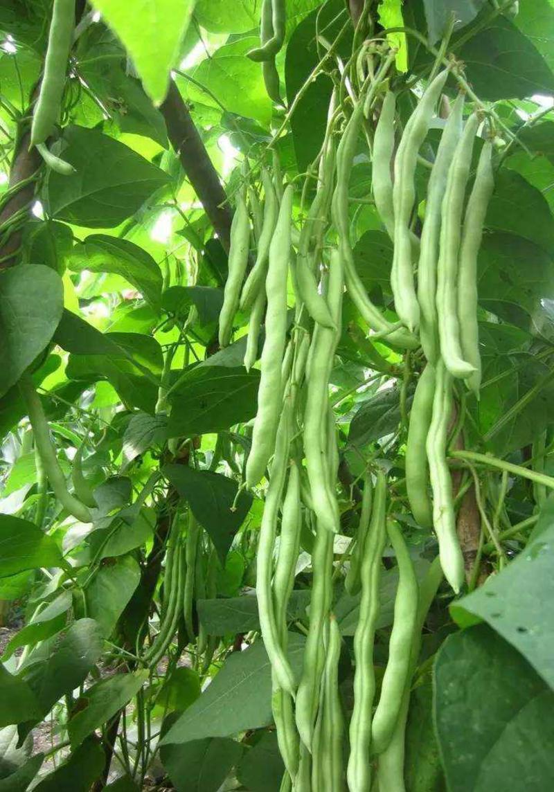 架豆王种子超级无筋架豆四季豆芸豆长豆角蔬菜种籽绿荚高产抗
