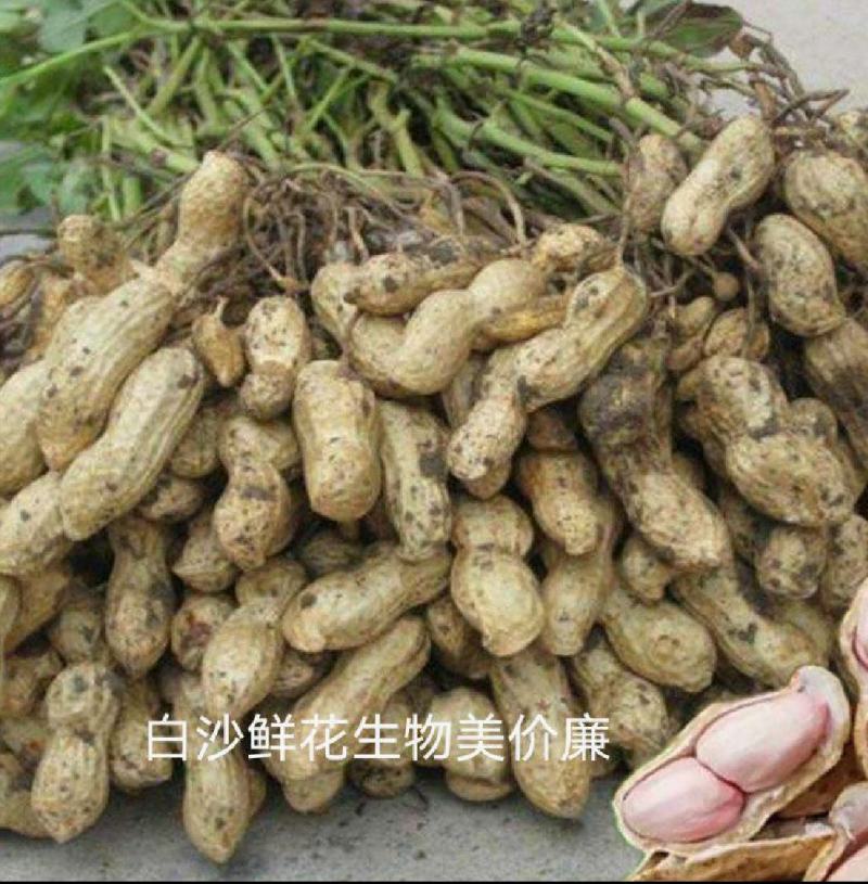 白沙鲜花生，河北沧州肃宁，产地发货！欢迎联系
