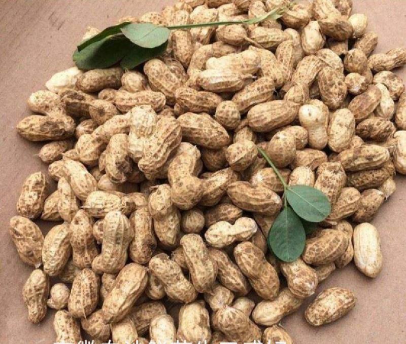 白沙鲜花生，河北沧州肃宁，产地发货！欢迎联系