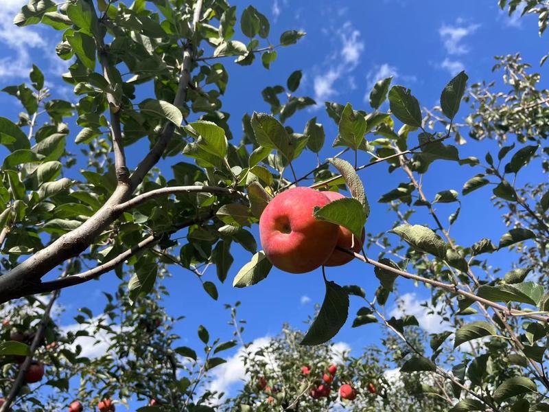 【精品】山东纸袋红富士冷库苹果现货供应量大从优物美价廉