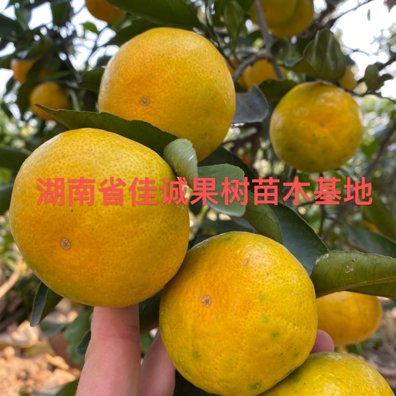 大分四号柑桔苗嫁接大分四号特早熟蜜桔苗五年苗杯苗地苗