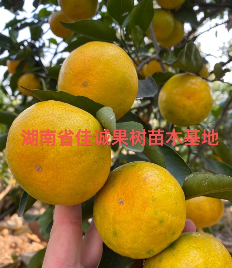 大分四号柑桔苗嫁接大分四号特早熟蜜桔苗五年苗杯苗地苗