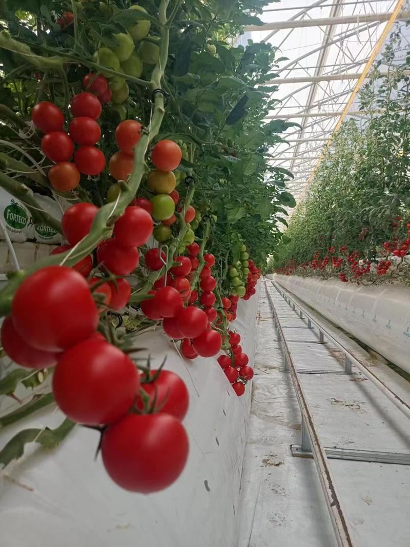【西红柿】基地直供西红柿，无土栽培雄蜂授粉