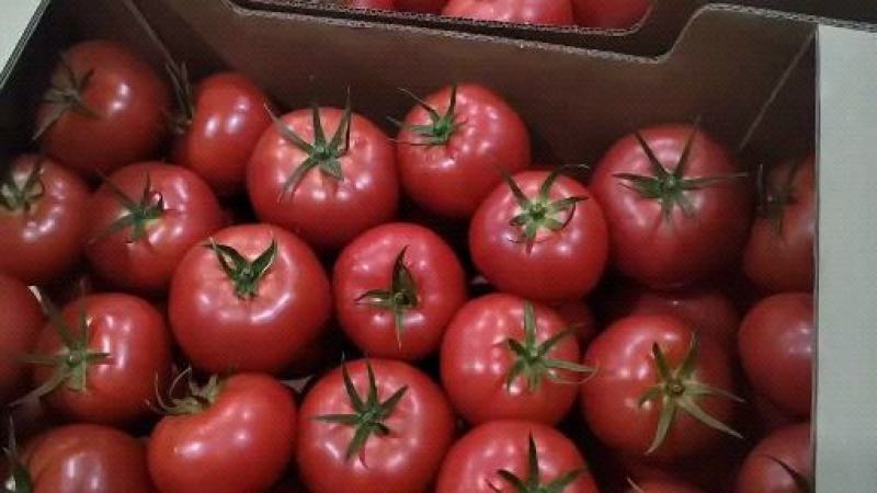 【西红柿】精品硬粉西红柿产地直销皮薄多汁全国发货