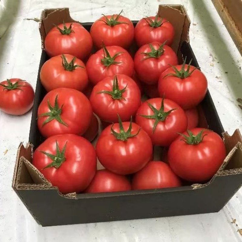 【西红柿】精品硬粉西红柿产地直销皮薄多汁全国发货