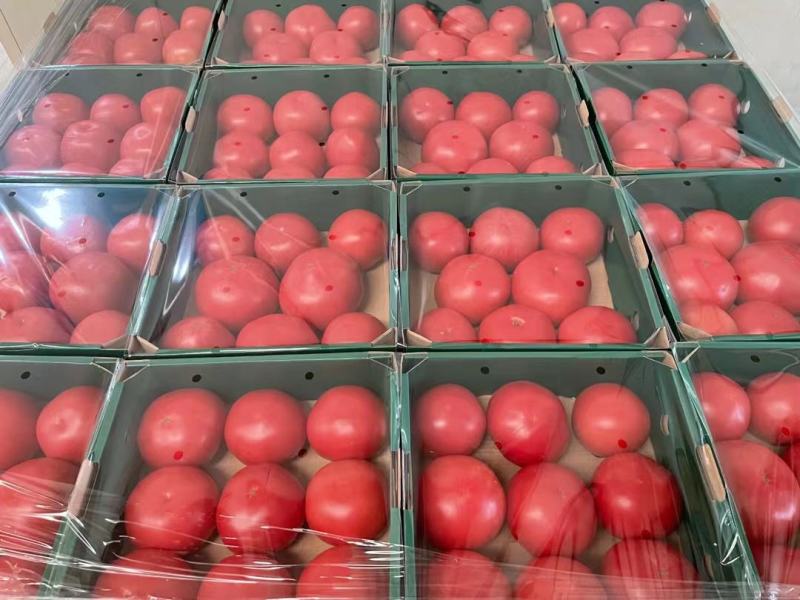 【西红柿】精品硬粉西红柿产地直销皮薄多汁全国发货