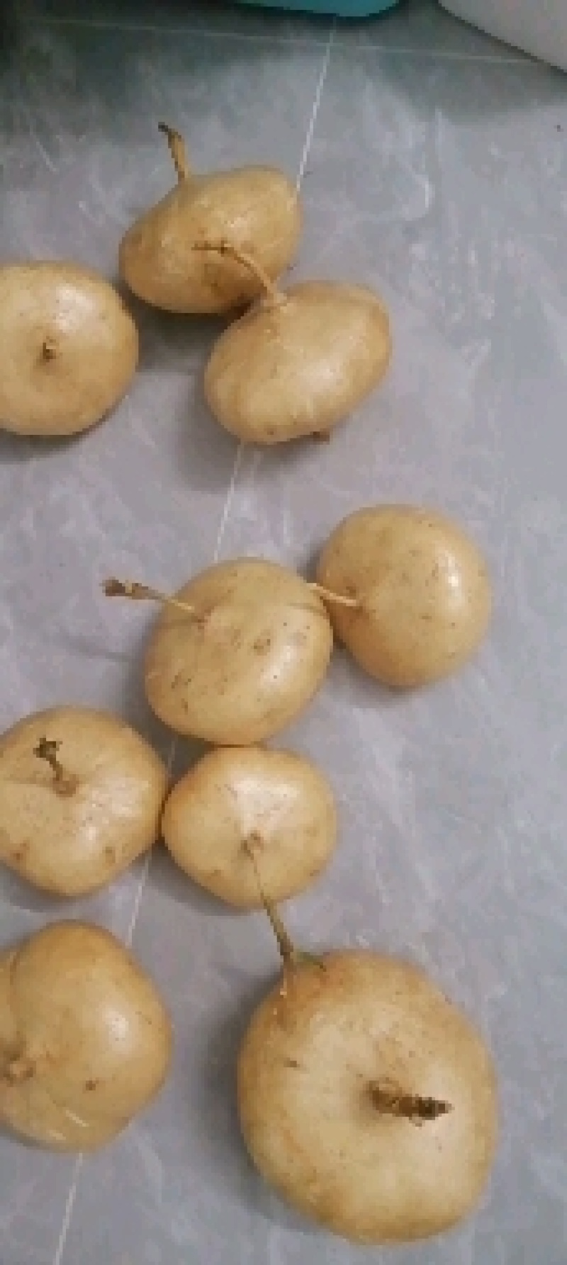 豆薯