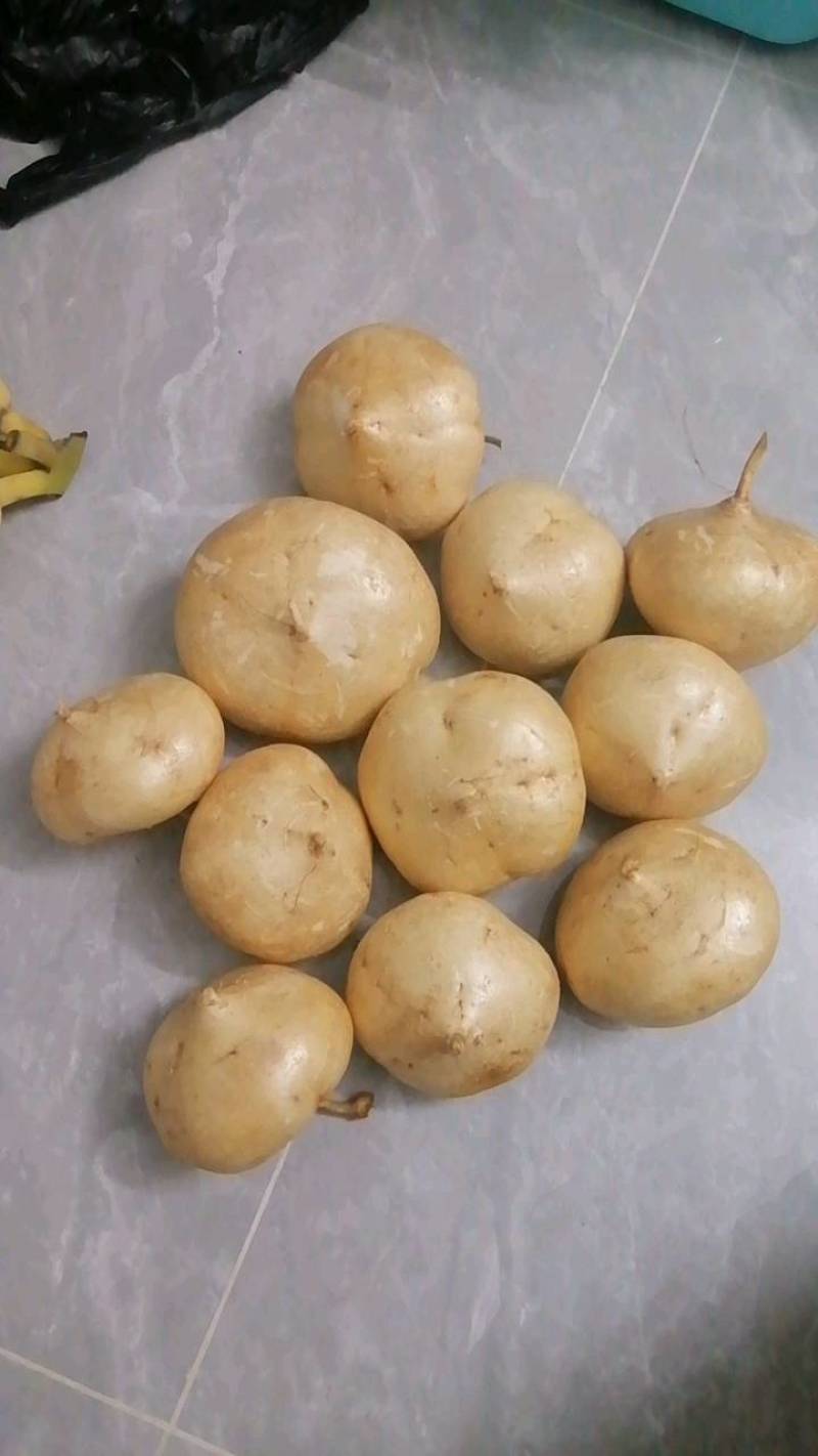 豆薯
