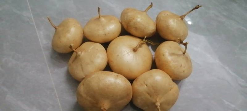 豆薯