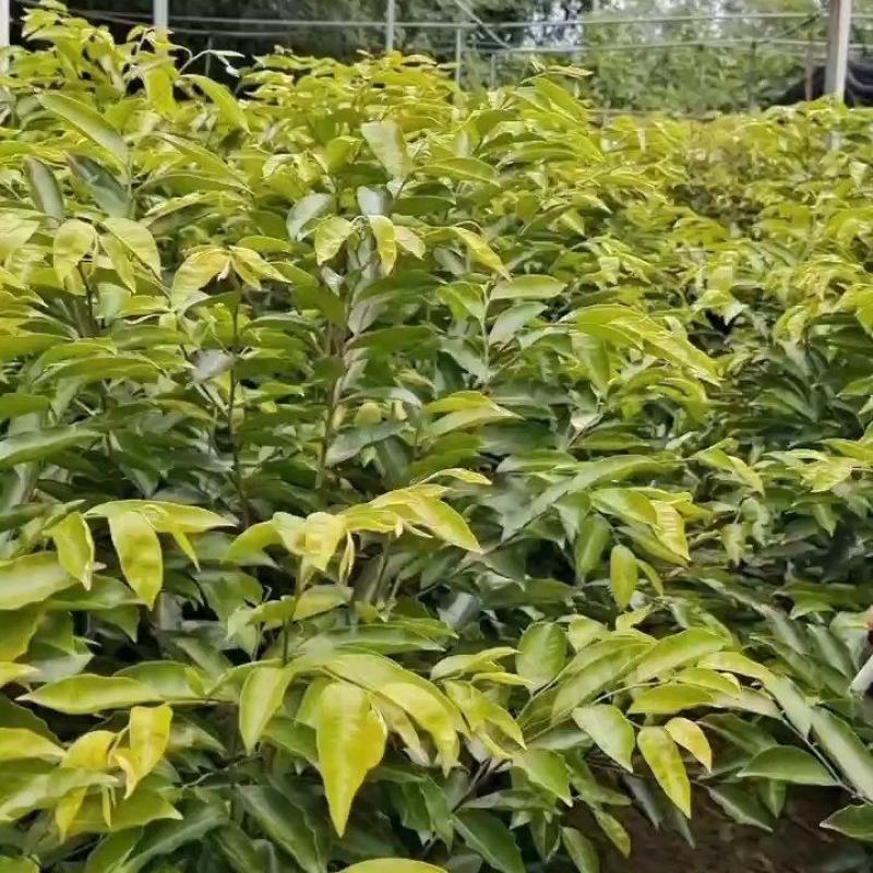香霸苗