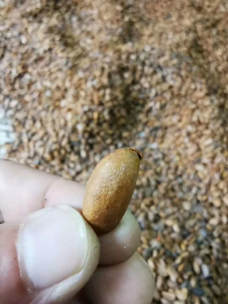 金弹子种子专业加工销售