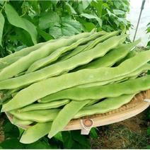 金龙架豆王种子荚扁豆种嫩绿色高产抗病果荚无筋品质佳四季豆