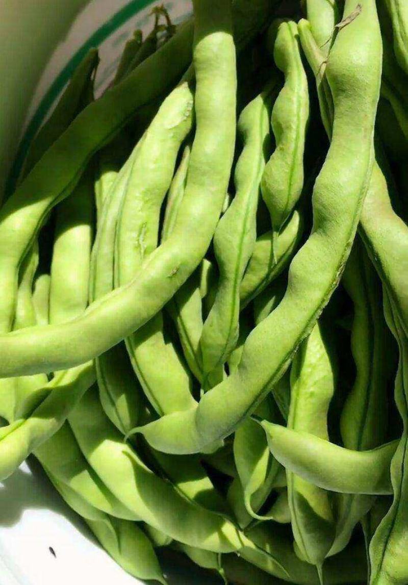 金龙架豆王种子荚扁豆种嫩绿色高产抗病果荚无筋品质佳四季豆
