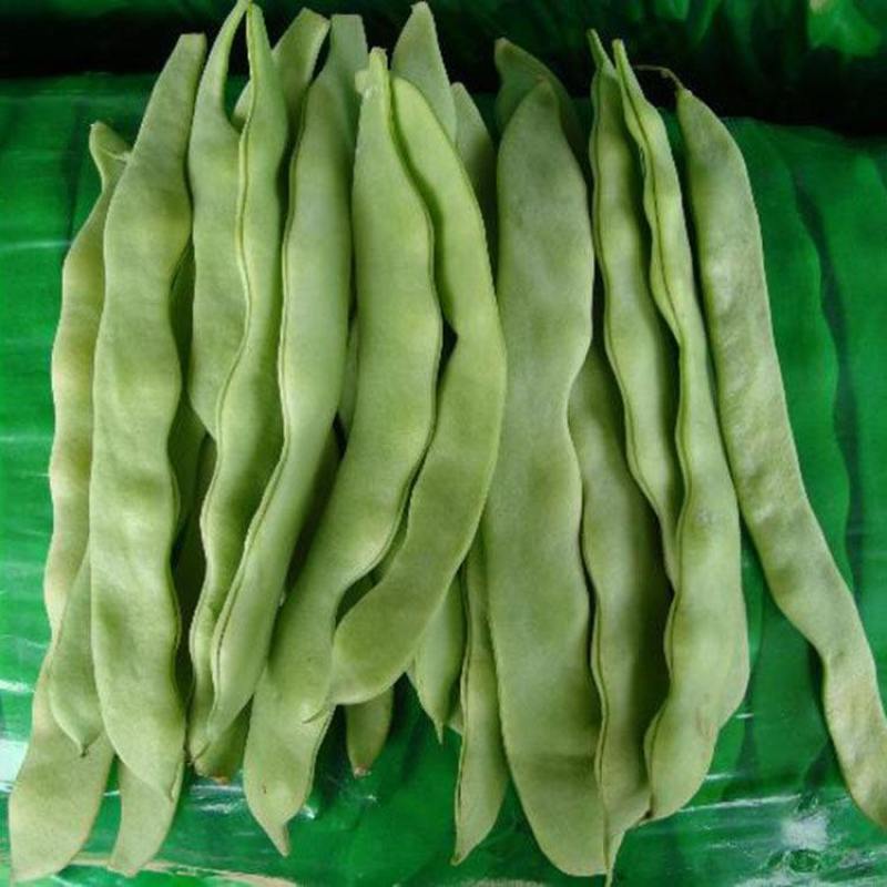 金龙架豆王种子荚扁豆种嫩绿色高产抗病果荚无筋品质佳四季豆