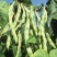 金龙架豆王种子荚扁豆种嫩绿色高产抗病果荚无筋品质佳四季豆