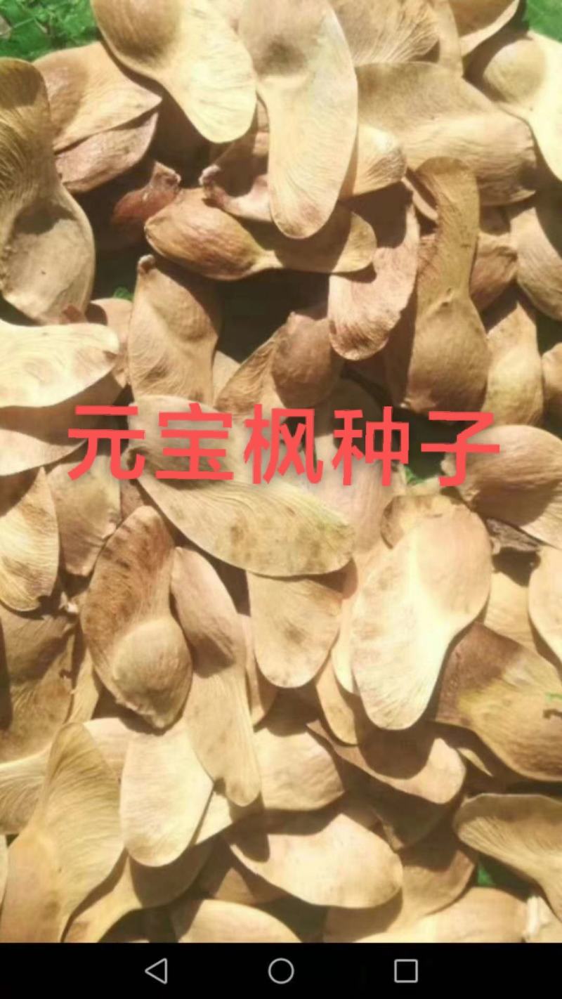 黄栌种子，香山红叶种子