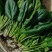 农场自产大量大叶菠菜农家肥种植绿色安全墨叶菠菜可发整车
