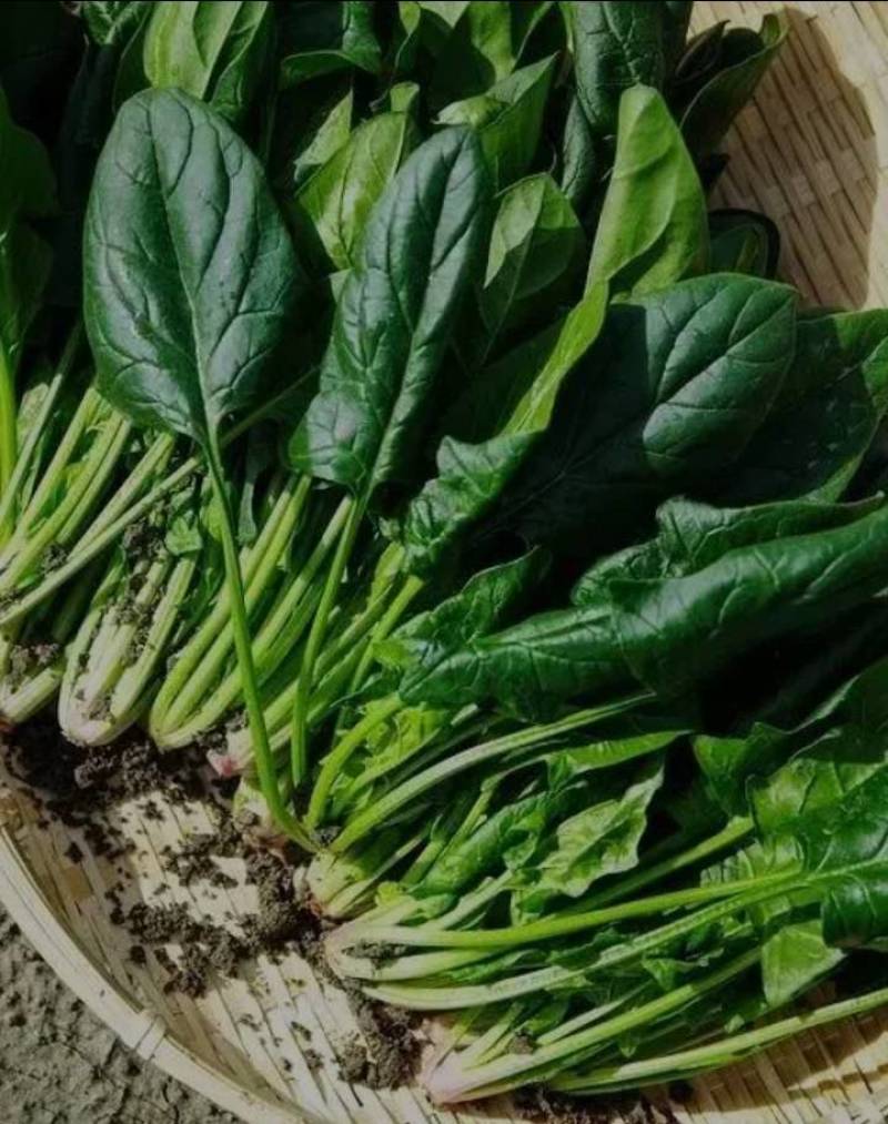 农场自产大量大叶菠菜农家肥种植绿色安全墨叶菠菜可发整车