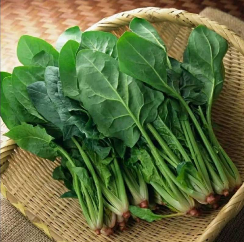 农场自产大量大叶菠菜农家肥种植绿色安全墨叶菠菜可发整车