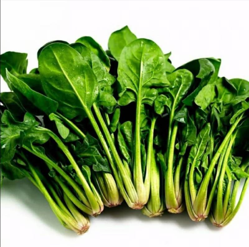 农场自产大量大叶菠菜农家肥种植绿色安全墨叶菠菜可发整车