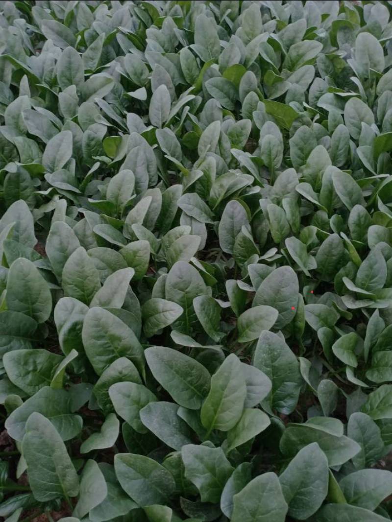 农场自产大量大叶菠菜农家肥种植绿色安全墨叶菠菜可发整车