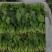 农场自产大量大叶菠菜农家肥种植绿色安全墨叶菠菜可发整车
