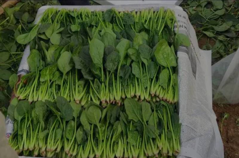 农场自产大量大叶菠菜农家肥种植绿色安全墨叶菠菜可发整车