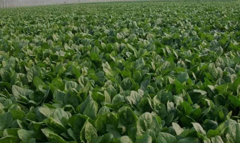 农场自产大量大叶菠菜农家肥种植绿色安全墨叶菠菜可发整车