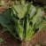 农场自产大量大叶菠菜农家肥种植绿色安全墨叶菠菜可发整车