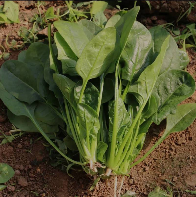 农场自产大量大叶菠菜农家肥种植绿色安全墨叶菠菜可发整车