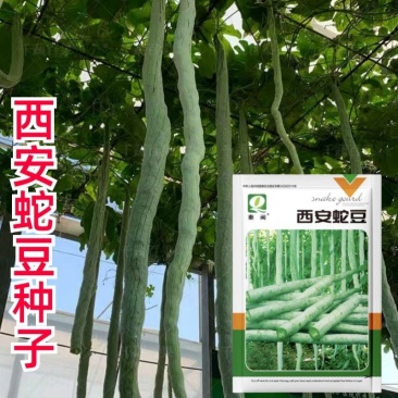 西安蛇豆种子蛇瓜种子农家庭院阳台种植蔬菜种子