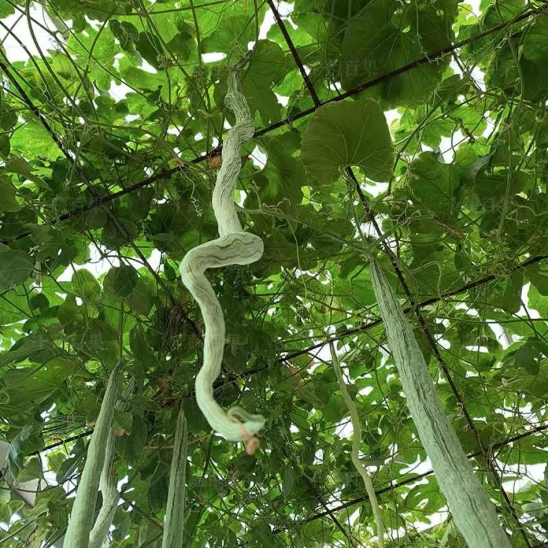 西安蛇豆种子蛇瓜种子农家庭院阳台种植蔬菜种子