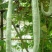 西安蛇豆种子蛇瓜种子农家庭院阳台种植蔬菜种子