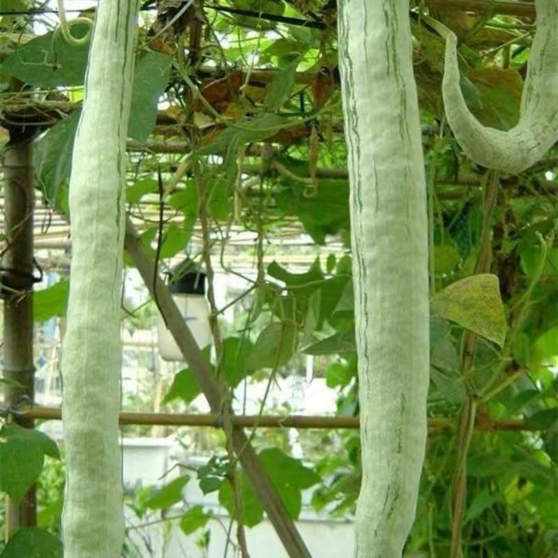 西安蛇豆种子蛇瓜种子农家庭院阳台种植蔬菜种子