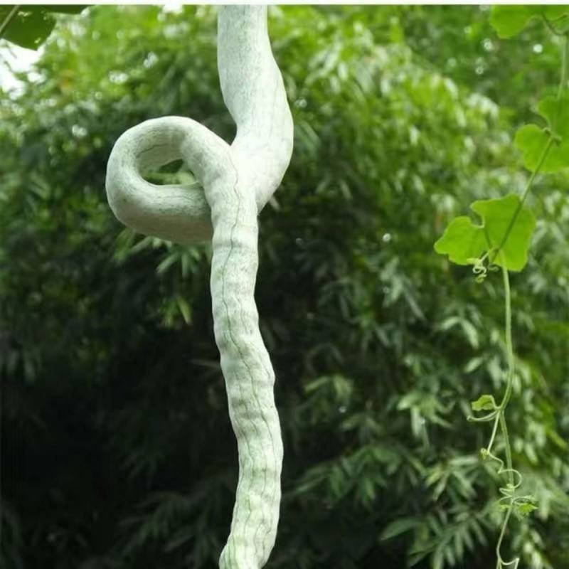 西安蛇豆种子蛇瓜种子农家庭院阳台种植蔬菜种子