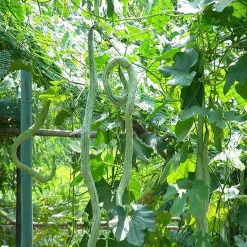 西安蛇豆种子蛇瓜种子农家庭院阳台种植蔬菜种子
