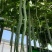 西安蛇豆种子蛇瓜种子农家庭院阳台种植蔬菜种子