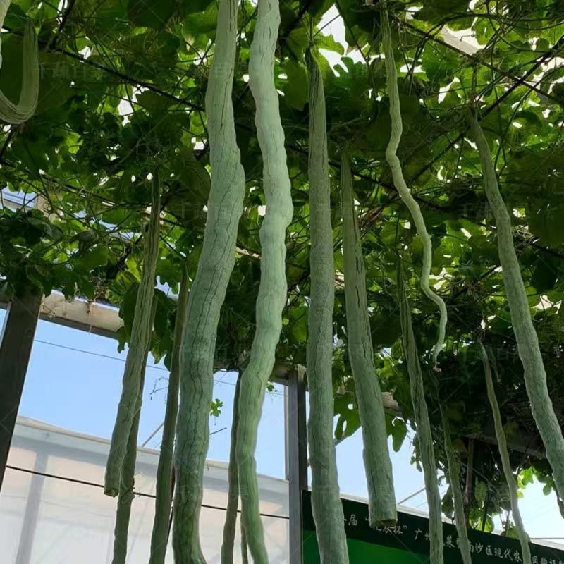 西安蛇豆种子蛇瓜种子农家庭院阳台种植蔬菜种子