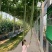 西安蛇豆种子蛇瓜种子农家庭院阳台种植蔬菜种子