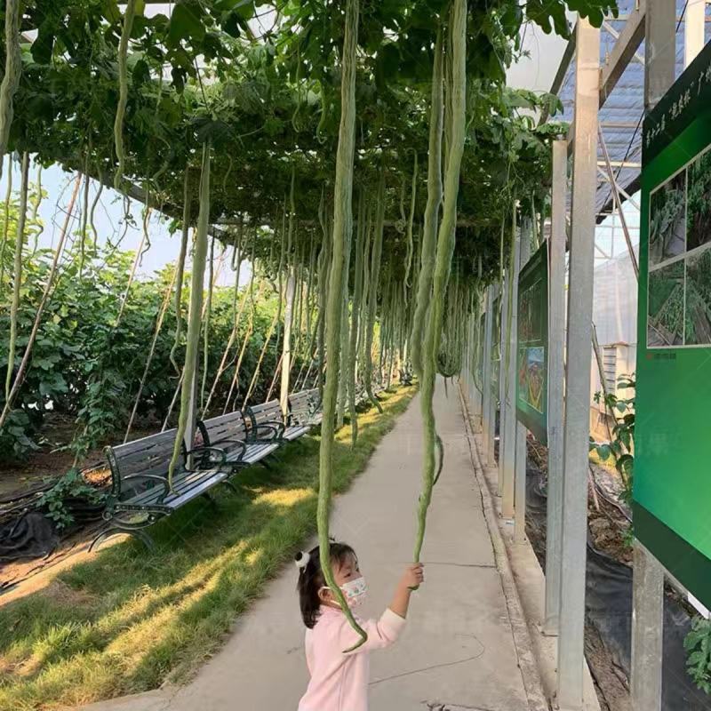 西安蛇豆种子蛇瓜种子农家庭院阳台种植蔬菜种子