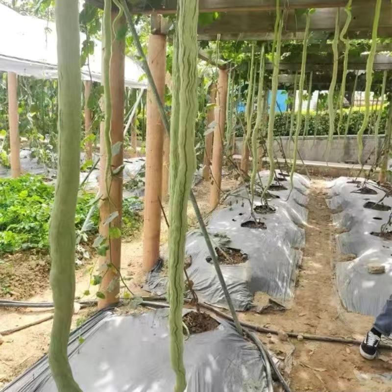 西安蛇豆种子蛇瓜种子农家庭院阳台种植蔬菜种子