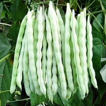 超级九粒白四季豆种子春秋种植早熟肉厚高产抗病白嫩荚芸豆