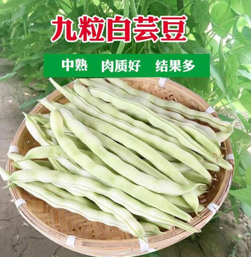 超级九粒白四季豆种子春秋种植早熟肉厚高产抗病白嫩荚芸豆